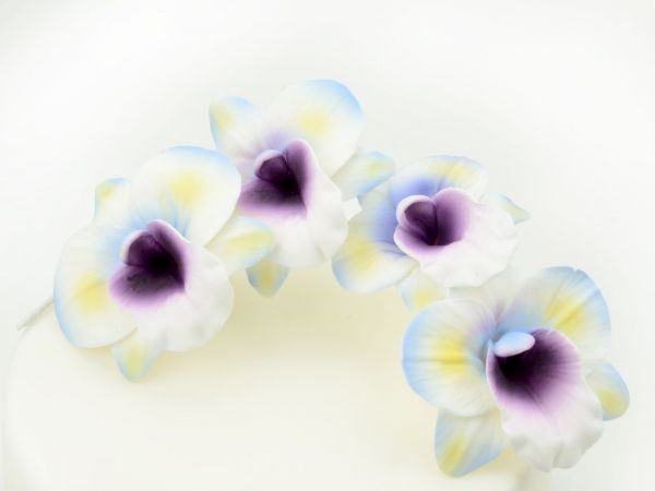 Zuckerblüte Blütenzweig Orchidee